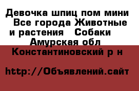 Девочка шпиц пом мини - Все города Животные и растения » Собаки   . Амурская обл.,Константиновский р-н